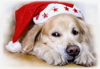 weihnachtsgrue�e_Hund