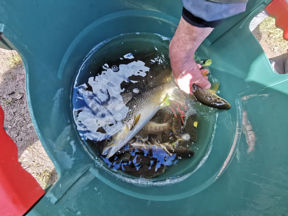 E-Fischen juni24 (11)