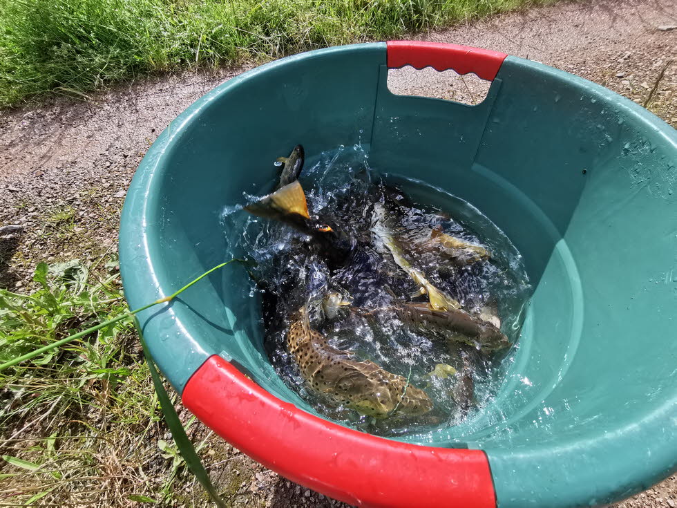 E-Fischen juni24 (6)