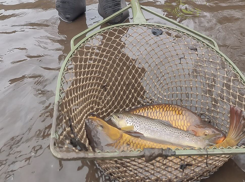 Fr�hjahrs-Wieseputzete26-20