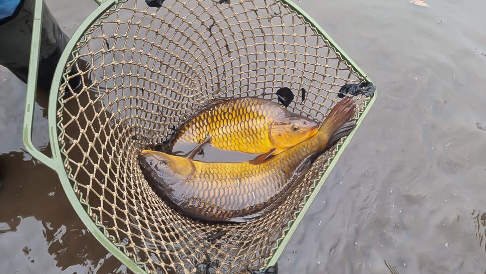 Fr�hjahrs-Wieseputzete26-24